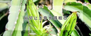 如何让龙骨长得粗壮,第1图