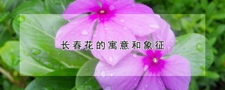 长春花的寓意和象征,第1图