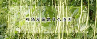 豆角发黄是什么原因,第1图