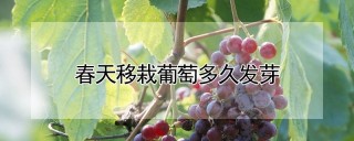 春天移栽葡萄多久发芽,第1图