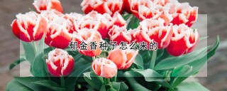 郁金香种子怎么来的,第1图