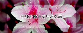 干枝杜鹃开花后怎么养,第1图