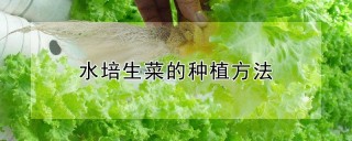 水培生菜的种植方法,第1图