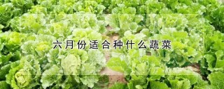 六月份适合种什么蔬菜,第1图