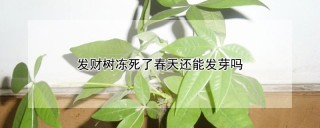 发财树冻死了春天还能发芽吗,第1图