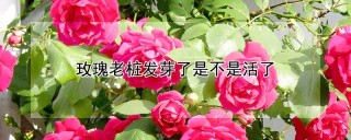 玫瑰老桩发芽了是不是活了,第1图