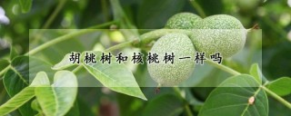 胡桃树和核桃树一样吗,第1图