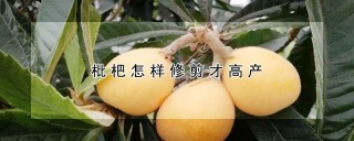 枇杷怎样修剪才高产,第1图