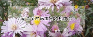 荷兰菊的病虫害及其防治,第1图