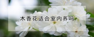 木香花适合室内养吗,第1图