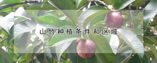 山竹种植条件和区域,第1图