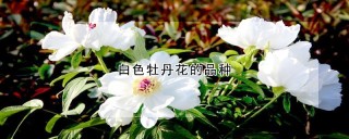 白色牡丹花的品种,第1图