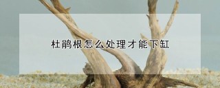 杜鹃根怎么处理才能下缸,第1图