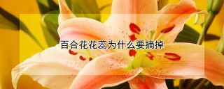 百合花花蕊为什么要摘掉,第1图