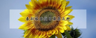 泰拉瑞亚向日葵怎么种,第1图