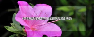 冬季杜鹃花的养殖方法和注意事项 盆栽,第1图