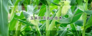 玉米打顶去头技术,第1图