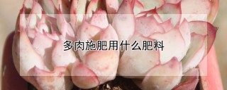 多肉施肥用什么肥料,第1图