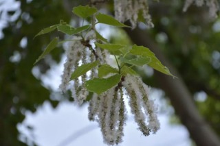 十种植物传播种子的方法 植物种子的传播方法,第2图