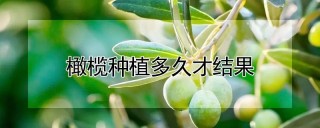 橄榄种植多久才结果,第1图