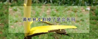 黄柏树皮割掉了是会死吗,第1图