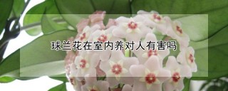 球兰花在室内养对人有害吗,第1图