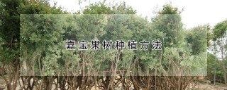 嘉宝果树种植方法,第1图