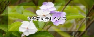 鸳鸯茉莉是什么科属,第1图