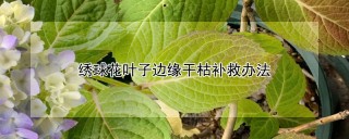 绣球花叶子边缘干枯补救办法,第1图