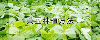 黄豆种植方法,第1图