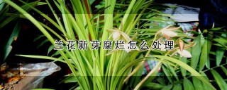 兰花新芽腐烂怎么处理,第1图