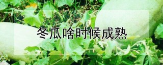 冬瓜啥时候成熟,第1图