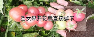 圣女果开花后直接掉了,第1图