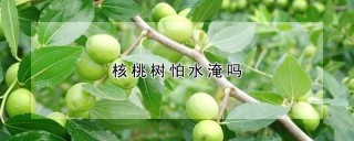 核桃树怕水淹吗,第1图