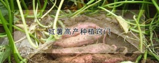 红薯高产种植窍门,第1图