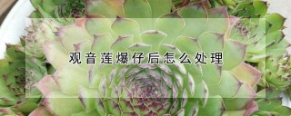 观音莲爆仔后怎么处理,第1图