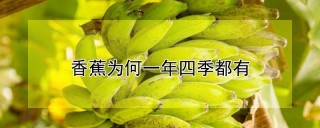 香蕉为何一年四季都有,第1图