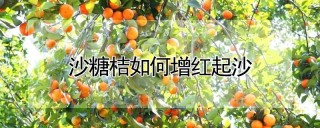 沙糖桔如何增红起沙,第1图