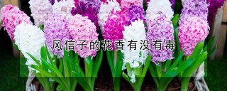 风信子的花香有没有毒,第1图