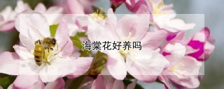 海棠花好养吗,第1图