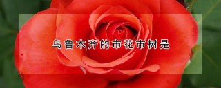 乌鲁木齐的市花市树是,第1图