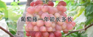 葡萄藤一年能长多长,第1图