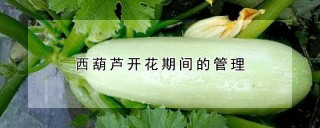 西葫芦开花期间的管理,第1图