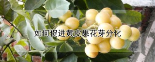 如何促进黄皮果花芽分化,第1图