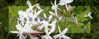 多花素馨哪个季节开花,第1图