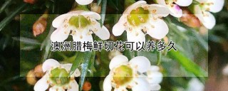 澳洲腊梅鲜切花可以养多久,第1图