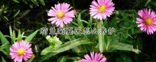 荷兰菊夏天怎么养护,第1图