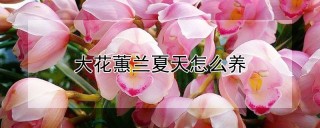 大花蕙兰夏天怎么养,第1图