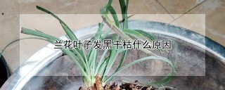 兰花叶子发黑干枯什么原因,第1图