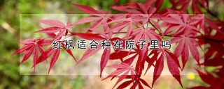 红枫适合种在院子里吗,第1图